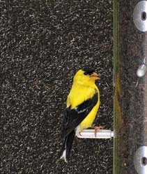 American Goldfinch