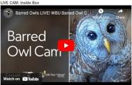 Owl Cam Image